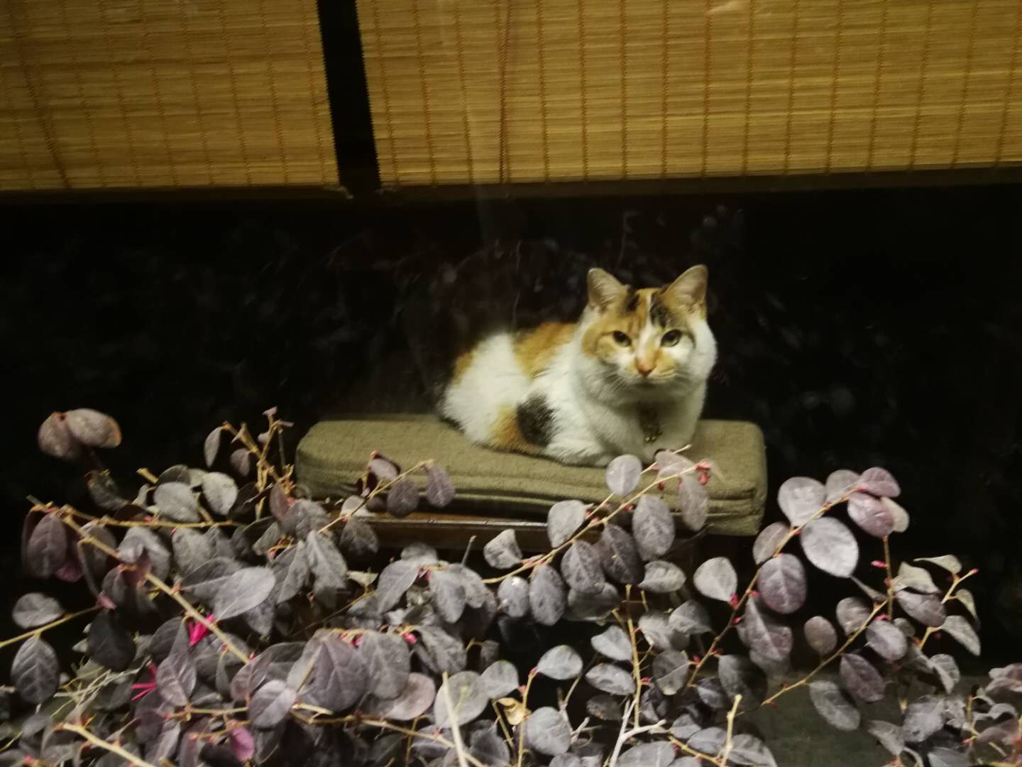 疫情后的南长街！繁华喧扰不复，多的是江南婉约的细致