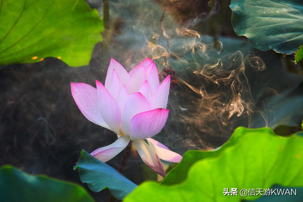 澶忚嚦宸茶嚦鑽疯姳鏅偣 (澶忚嚦宸茶嚦閭ｅ氨蹇樺嵈鐐庣儹鍘昏祻鑺卞惂)