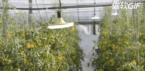 一天能供应武汉2000吨菜!这个地方种菜为什么这么牛?