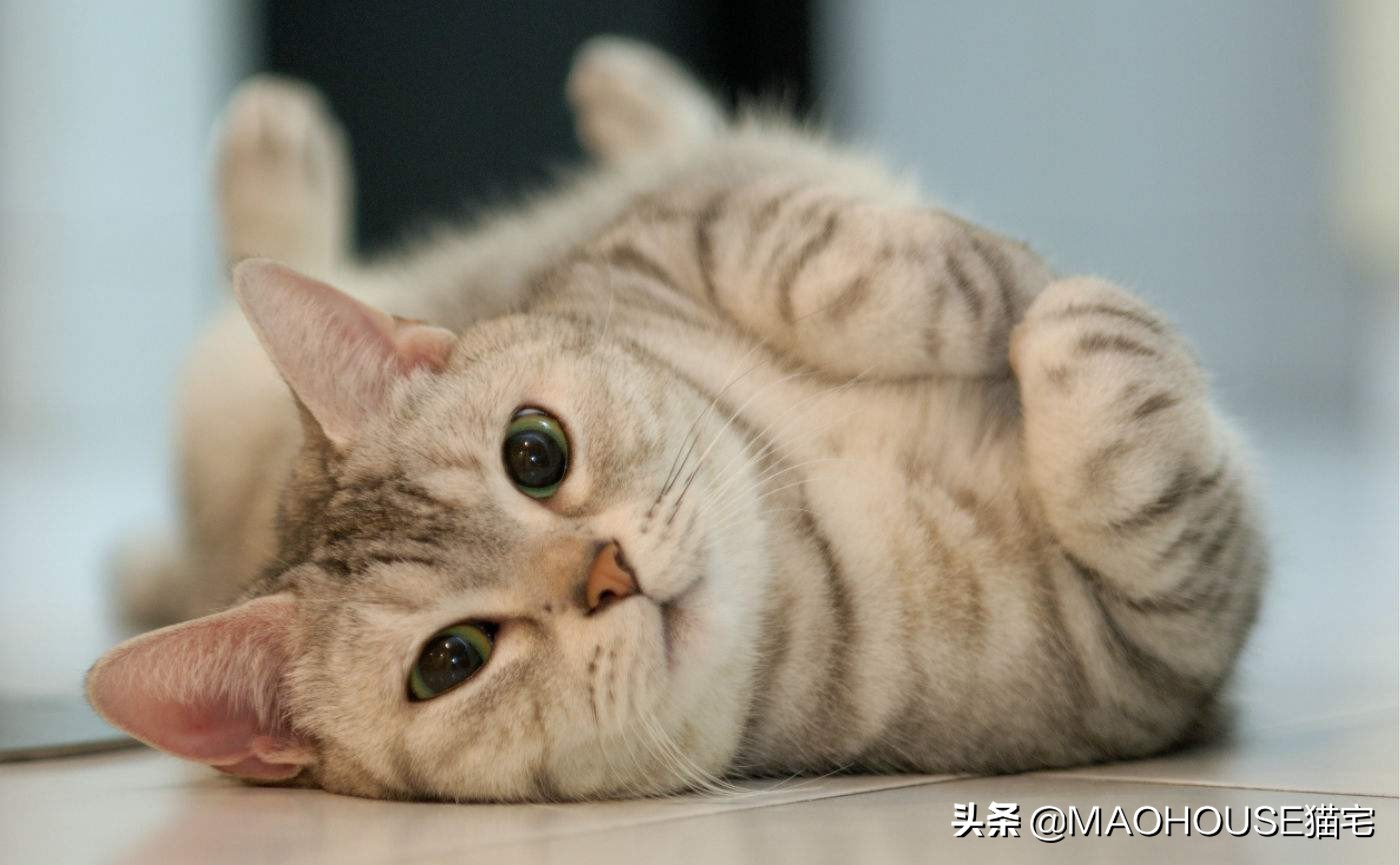 猫草对猫咪有什么影响,猫草会让猫咪出现什么反应