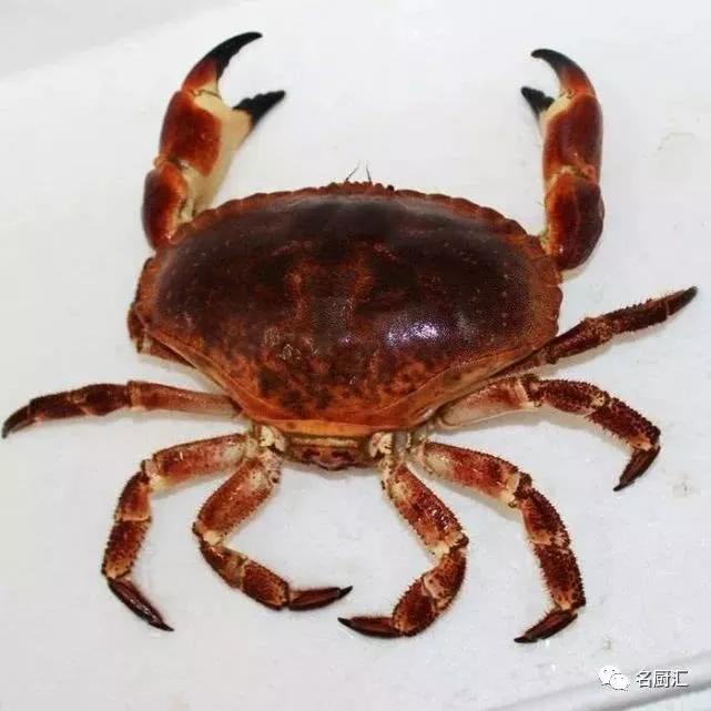 世界顶级海鲜你认识几种类型,世界顶级海鲜