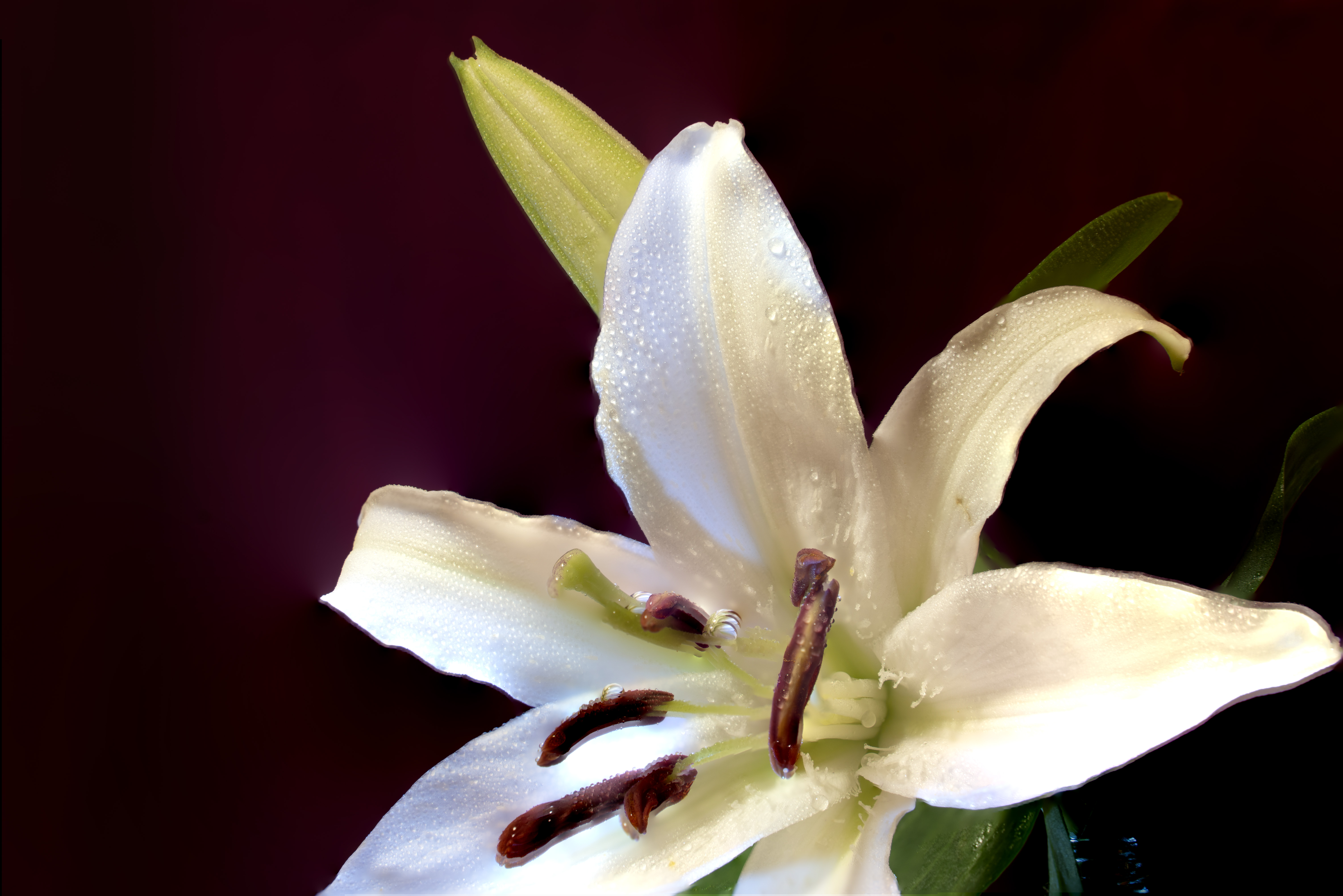 微距摄影后期处理小技巧是什么,微距摄影技巧及配件