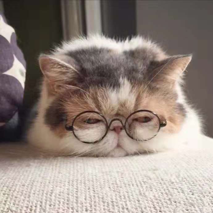 不能被忽视猫咪的5个救命信号,猫咪应激反应的表现