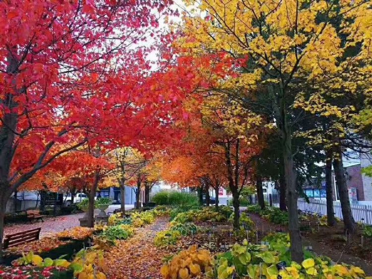 去温莎大学就读是怎样一种体验？