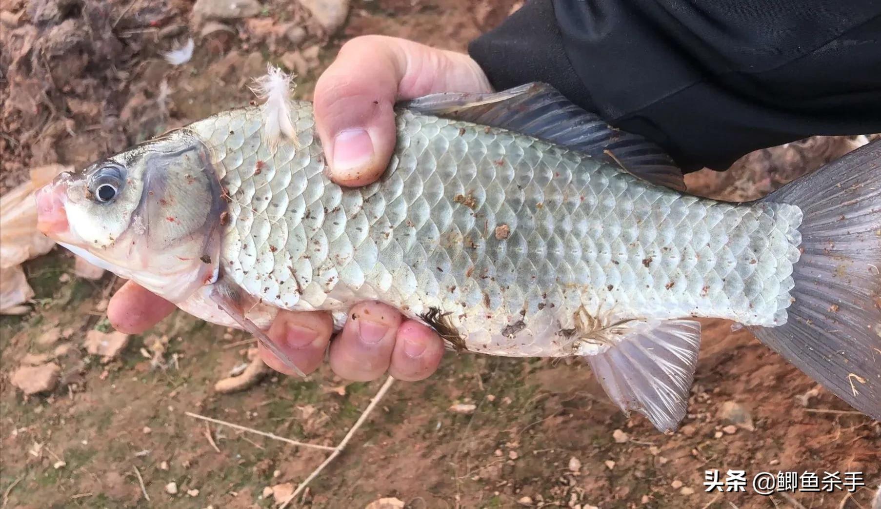 钓鱼人不知道的小技巧,钓鱼技巧野钓鱼不开口用啥饵