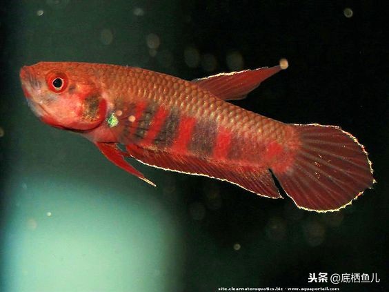 无需加热棒的大型鱼,不需加热棒又好看的鱼