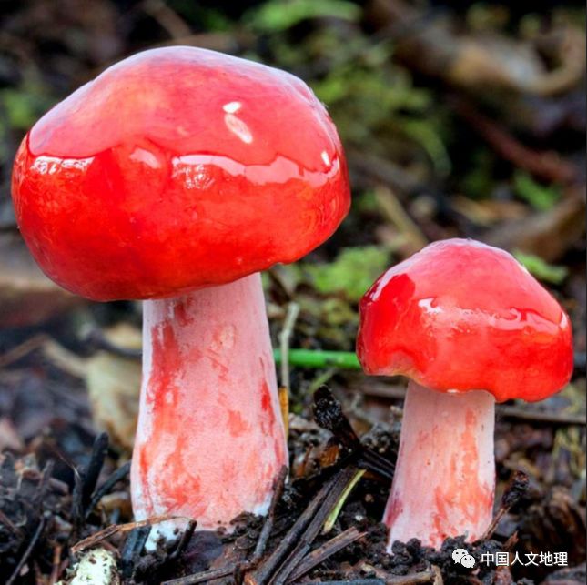 摄影彩色蘑菇,摄影师拍摄迷你蘑菇