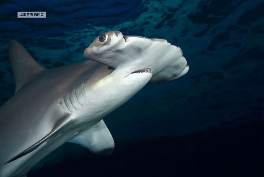 母鲨同居十年意外生崽,两只母鲨同居10年