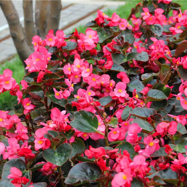 玻璃翠叶子黄了怎么做,玻璃翠花叶子发黄怎么回事