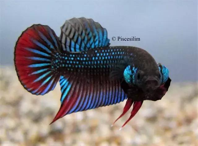 原生资讯｜和平与战争的使者-英贝利斯斗鱼