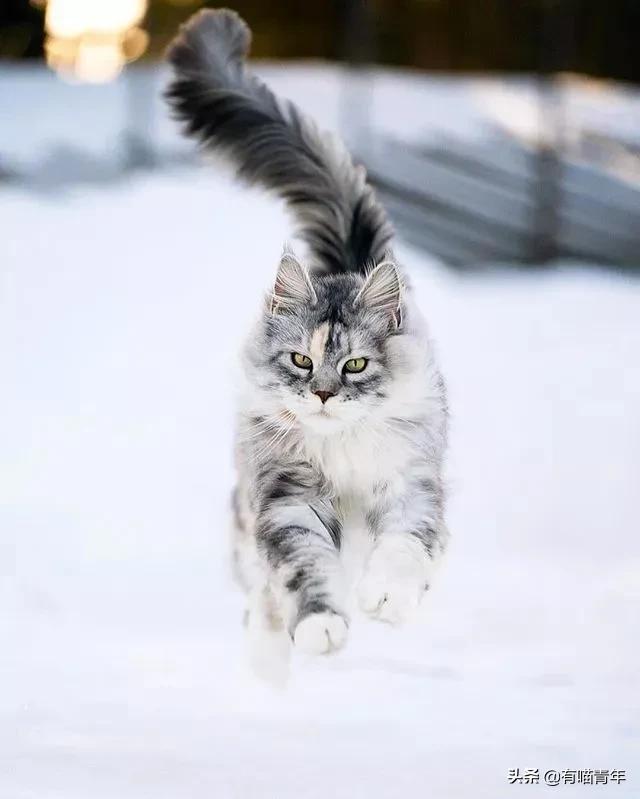 缅因猫看着很吓人但是很温柔,缅因猫真的有20万一只么