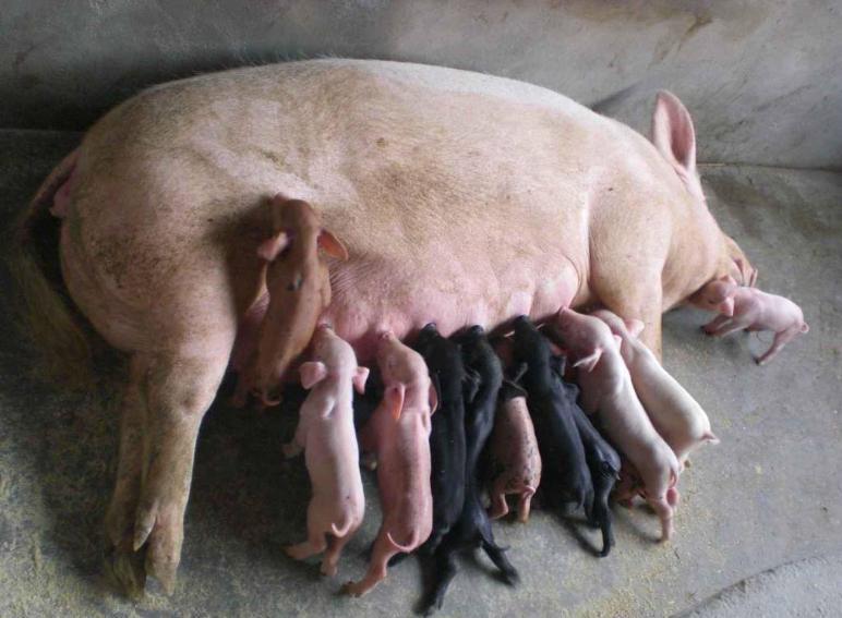 家里的猪不吃食怎么办,猪低温不吃食没精神怎么办