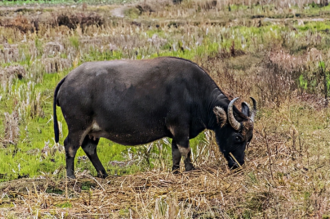 水牛为什么和黄牛不一样,水牛的力气比黄牛大多少