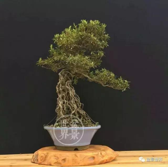 翠鸟根艺石头盆景艺术分享,奇形怪状极品根艺盆景图片