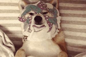 近来火热的宠物spa你知道吗？其实我们都错了，水疗是种医疗方式