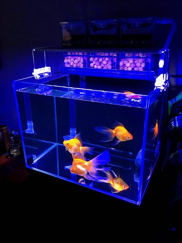 开缸添加硝化细菌需要注意什么,鱼缸添加硝化细菌后亚硝酸盐升高