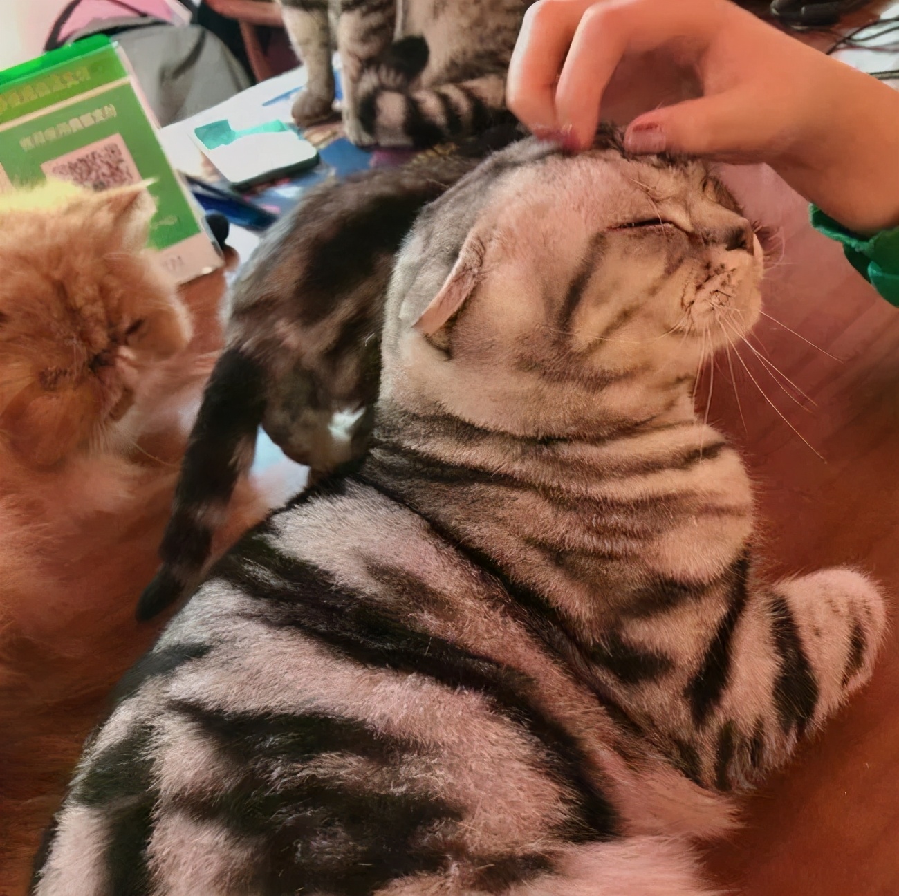 养猫的经历和收获,养猫的收获有哪些