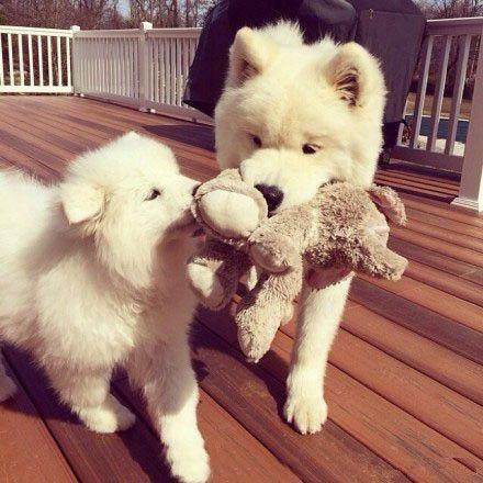 狗狗身上有癣用什么喷剂,狗狗身上长癣吃什么药