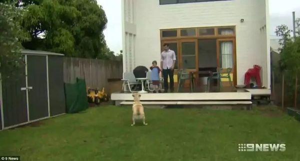 悉尼一不到3米宽土地以6.9万澳元出售!拍卖广告:请充分发挥你的想象力