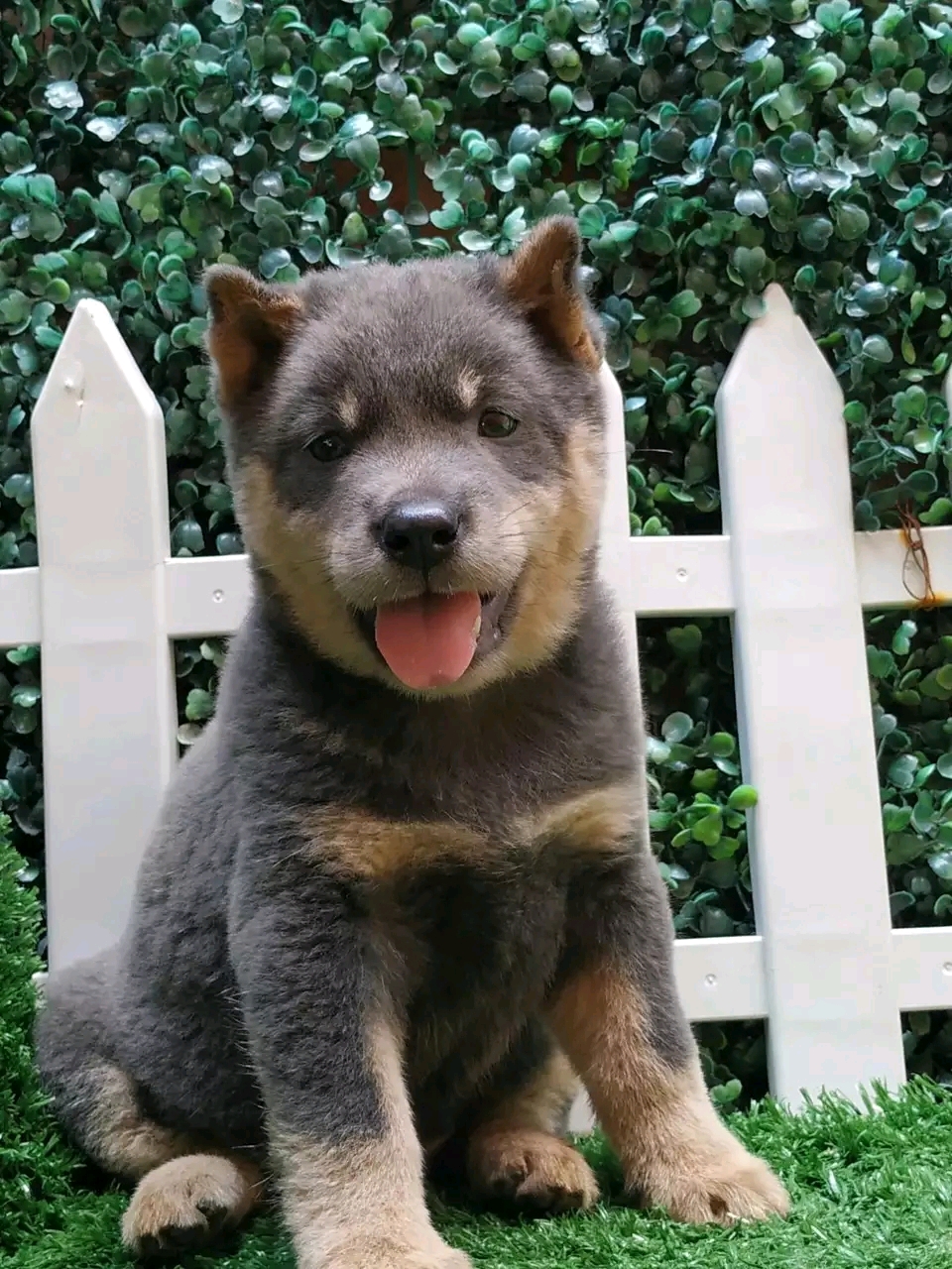 适合家养且不掉毛的狗狗有哪些,狗狗有这些特点其实没有那么长命