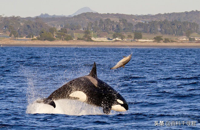 科普鲨鱼为什么不吃海豚呢,鲨鱼为什么不吃海豚的真相