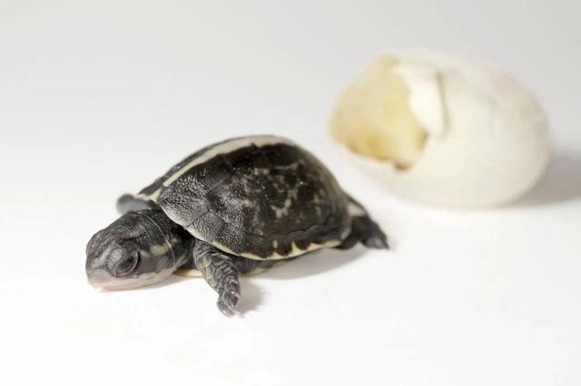 岁月是把杀猪刀？龟的成长中谁的变化大