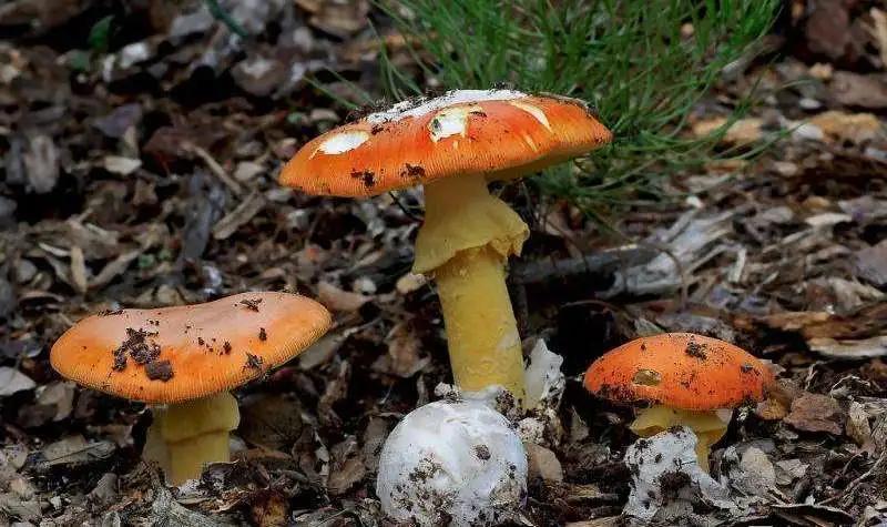 警惕广东头号毒菇,警惕新型毒品无处不在