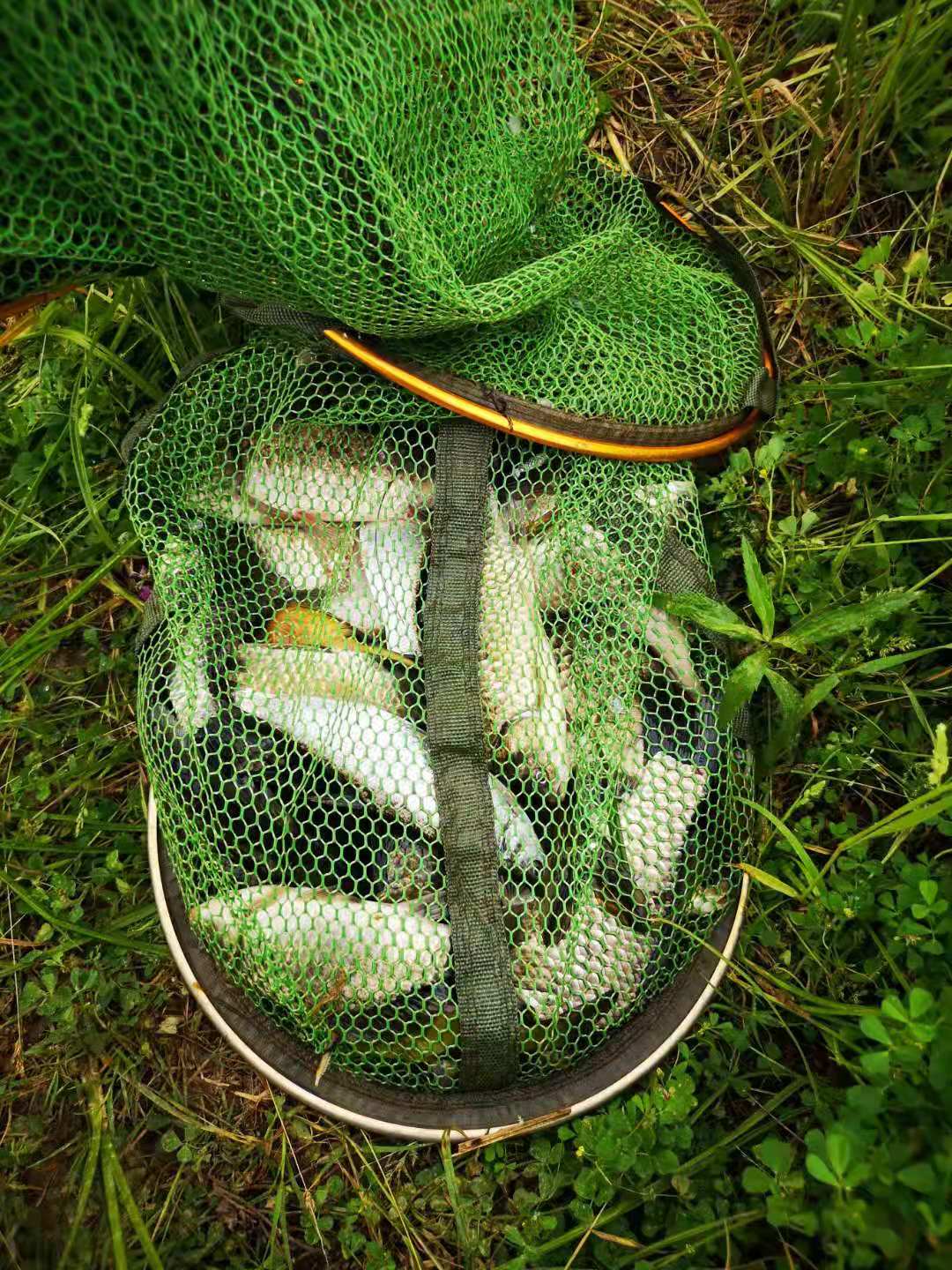 初夏大板鲫钓底还是钓浮,初夏为什么很难钓到大板鲫