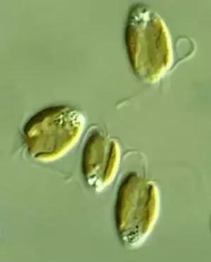 水产养殖业藻类的生命周期,水产养殖常见藻类植物