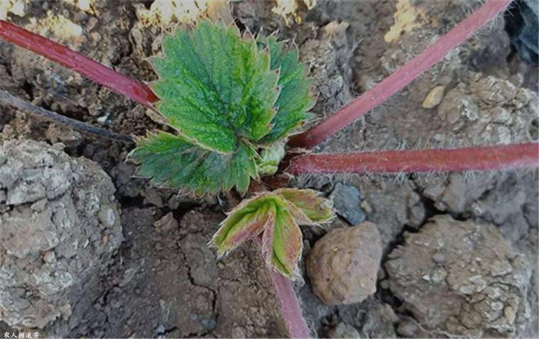 草莓容易长毛的原因,草莓茎杆发红是什么病害