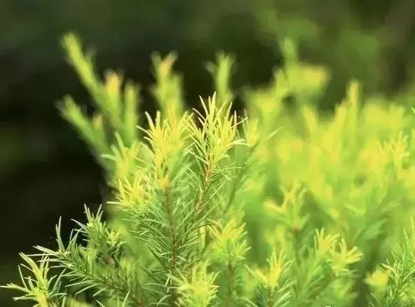 精油小知识罗马洋甘菊,精油小知识大全