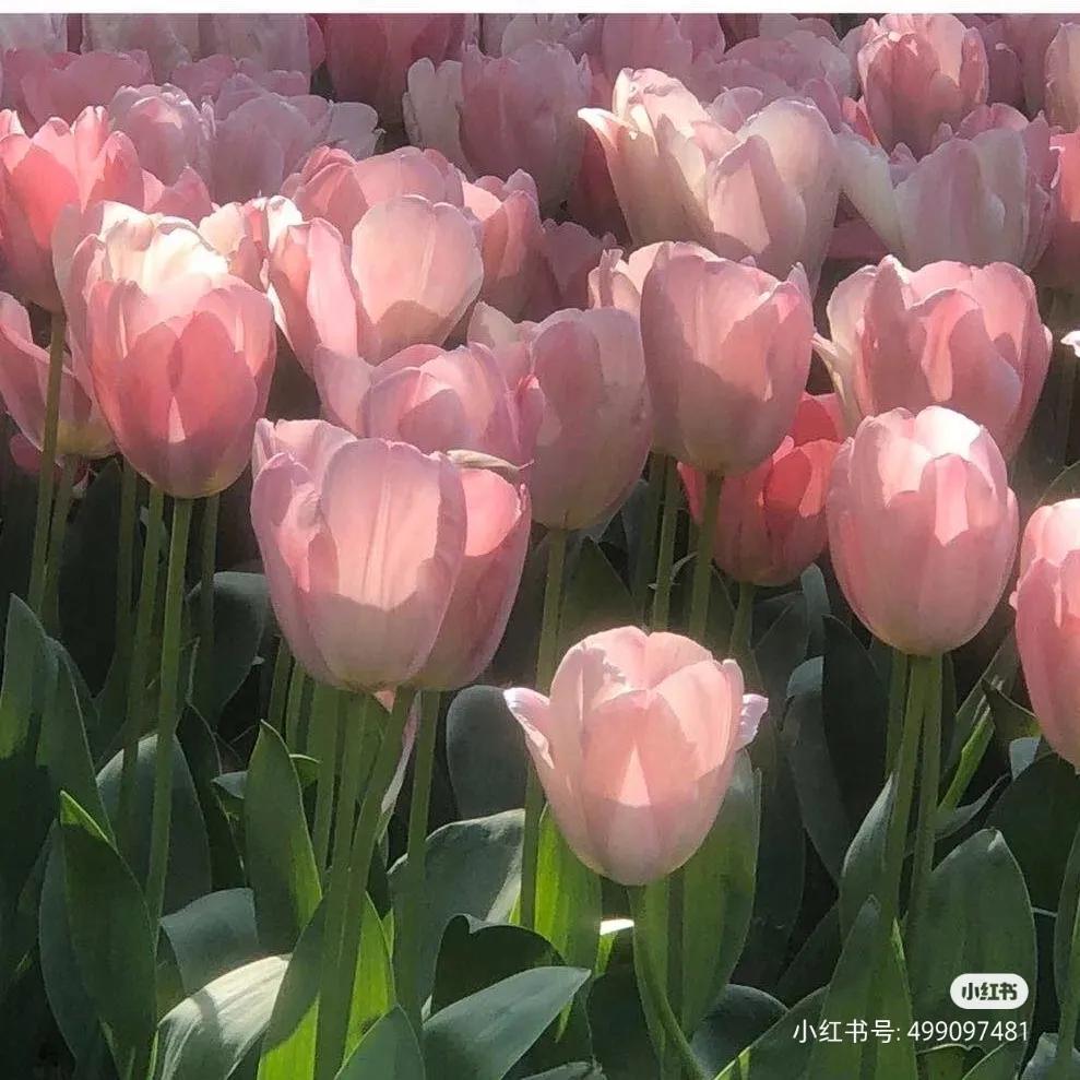 芜湖探店：小意达的花园——让鲜花芬芳你生活的每一个角落