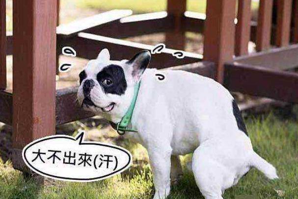法国斗牛犬为什么臭,斗牛犬拉屎臭不臭