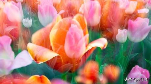 苏州上方山森林公园作文,苏州上方山国家森林公园电话