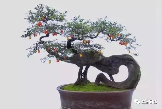 48种绝世盆景,绝世惊艳之作