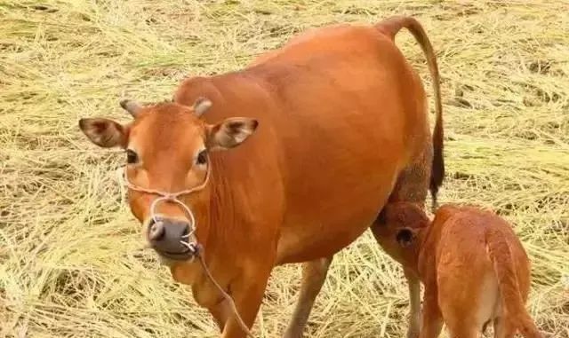 养15头母牛自繁自育前景,养繁育母牛的正确方法