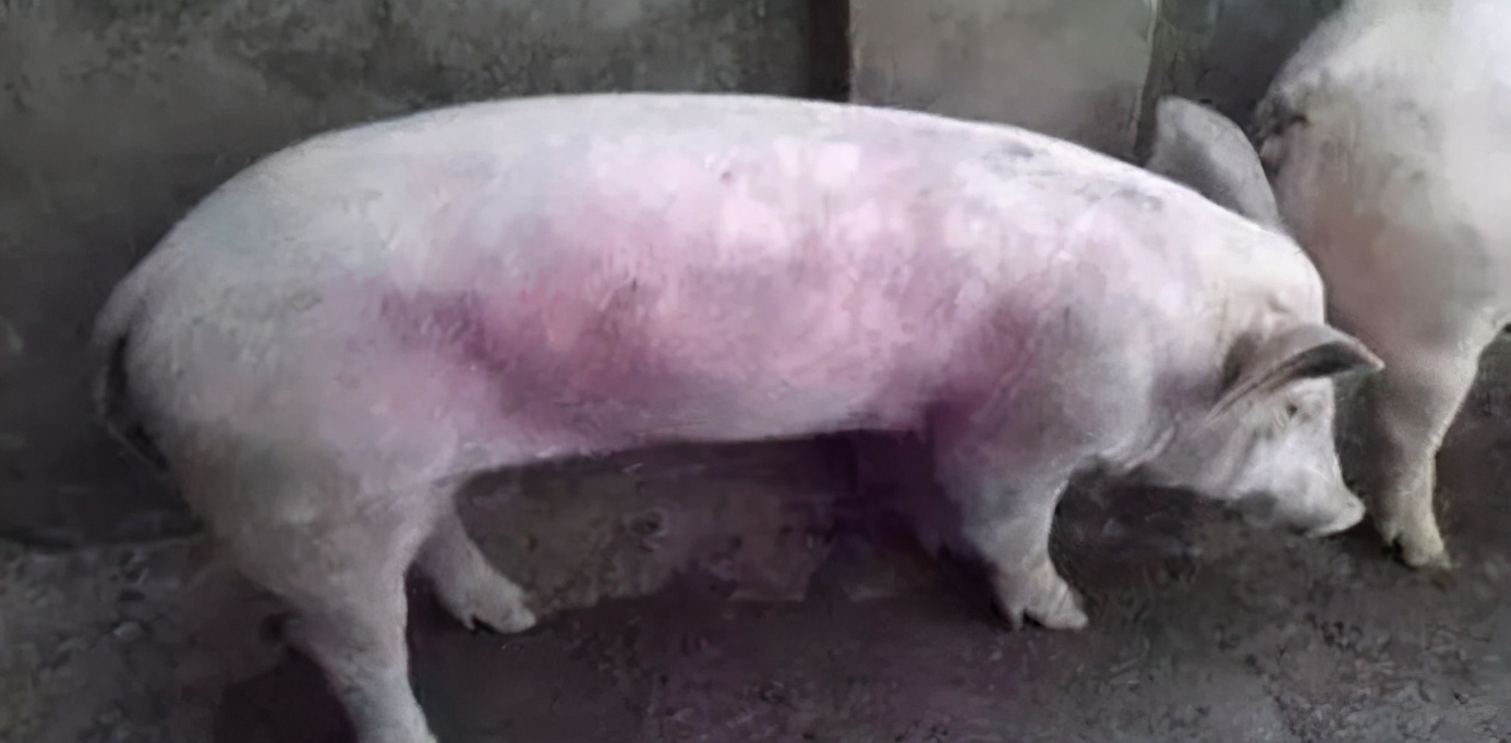 育肥猪耳朵发紫会是蓝耳病吗,蓝耳病猪耳朵为何会发紫