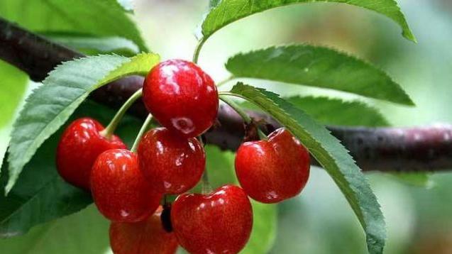 吃剩下的樱桃核怎样种植,吃剩的樱桃核晒干可以做肥料吗