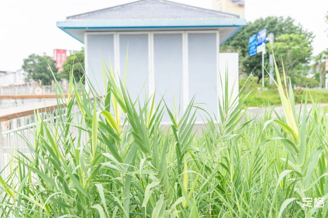 沙井万丰哪里的生蚝好吃,深圳沙井生蚝最出名店