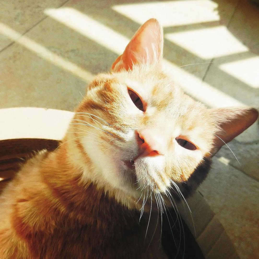 “猫咪胡子掉，好事要发生？”不要太盲目，也可能是疾病导致