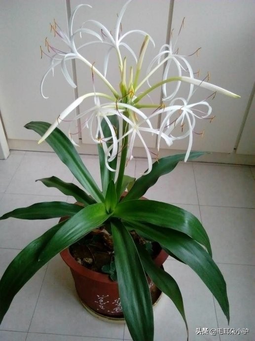 佛教的九种圣花,佛经中的四大天界宝花