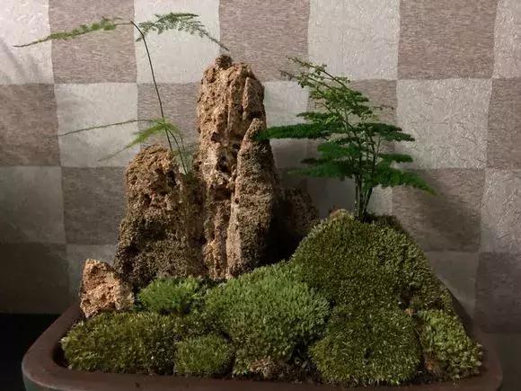 适合卧室养的助眠花,冬季助眠好养的花