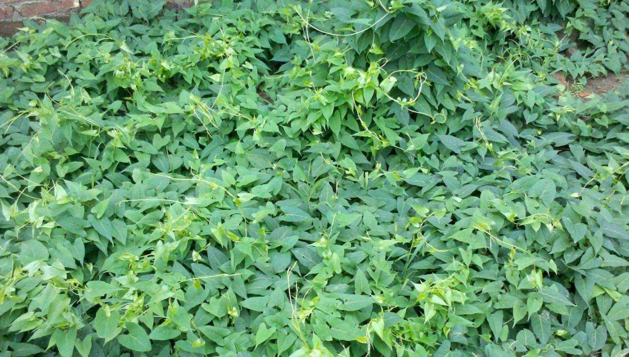 陕西秦岭大山里的制何首乌,陕西秦岭制何首乌