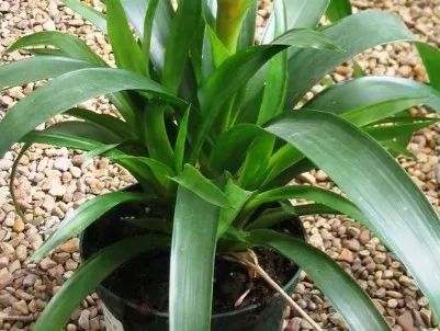 观赏凤梨催花方法,观赏凤梨可以采用播种的繁殖方法