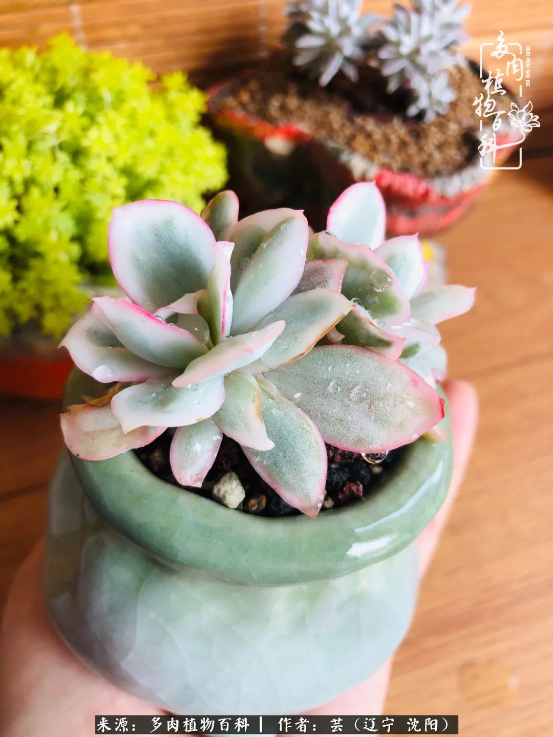 万物皆有灵性有因必有果,万物皆有灵性与生命