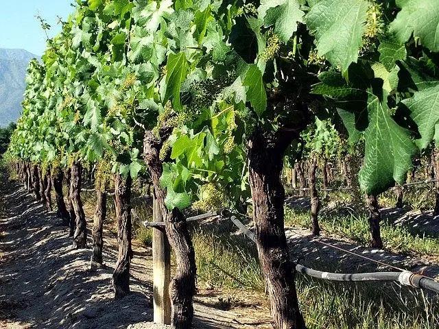 智利十大的酒庄排名榜最新,智利葡萄酒十大酒庄