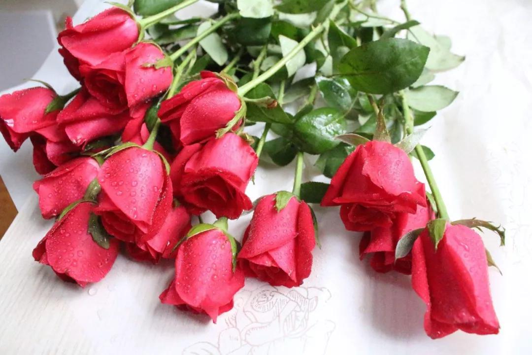 各国国花颜值巅峰,世界各国国花欣赏