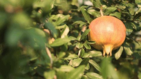 郑州软籽石榴哪个好吃又甜,在中国哪个地方的软籽石榴最出名