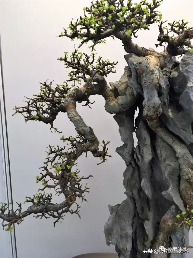 鎮礀缁濆閫㈢敓,鎮礀鐩嗘櫙澶у叏