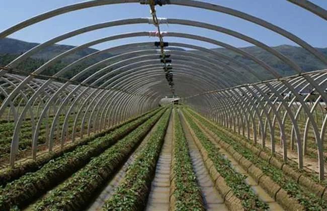 小型温室大棚用什么样的大棚,温室大棚和传统大棚的区别